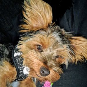 Meet your Posher, Audrey